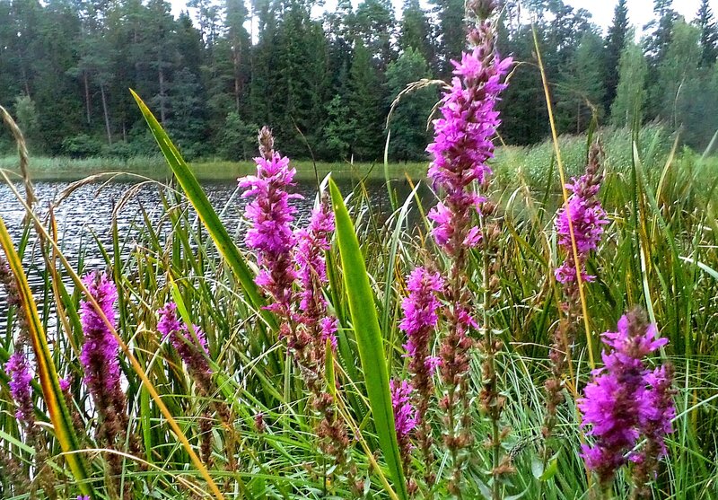 Purple Flowers by Lake — Serene, Summer, Photograph, Forest