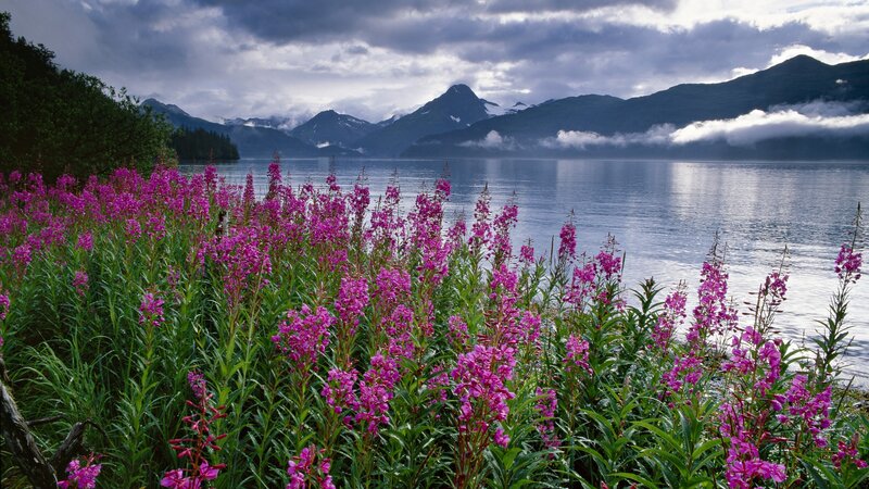 Purple Flowers by Lake — Serene, Summer, Photograph, Mountains, Clouds