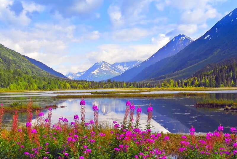 Purple Flowers by Lake — Serene, Summer, Photograph, Mountains