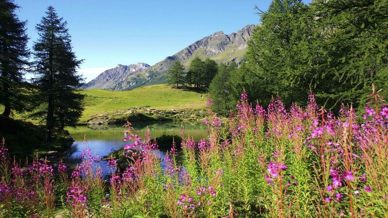 Purple Flowers by Lake — Serene, Summer, Photograph, Mountains, Trees