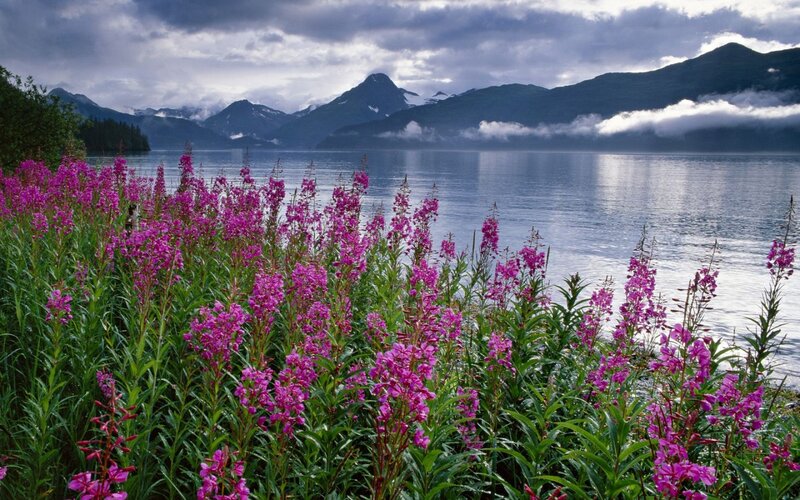 Purple Flowers by Lake — Serene, Summer, Photograph