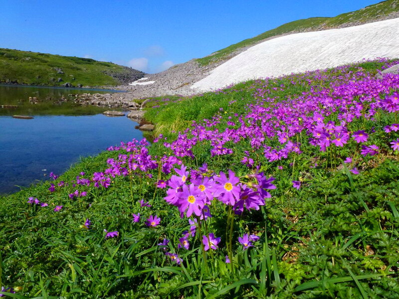 Purple Flowers by Lake — Serene, Summer
