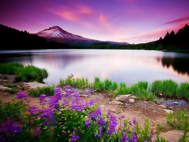 Purple Flowers by Lake — Serene, Sunset, Photograph, Mountain