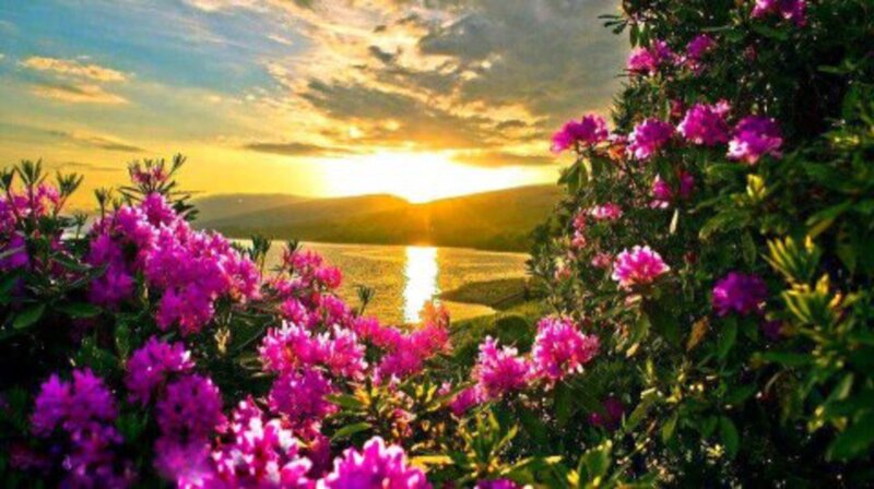 Purple Flowers by Lake — Serene, Sunset, Photograph, Mountains