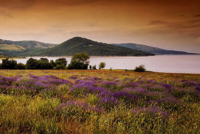Purple Flowers by Lake — Serene, Sunset, Photograph, Mountains, Trees
