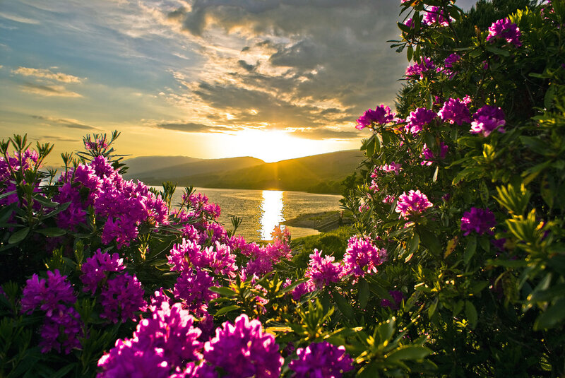 Purple Flowers by Lake — Serene, Sunset
