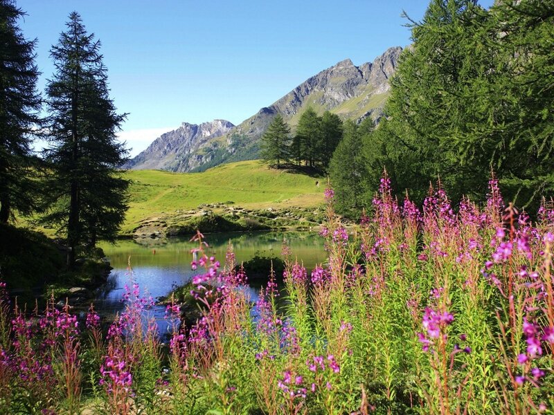Purple Flowers by Lake — Summer