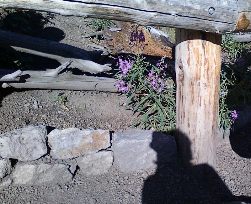 Purple Flowers by Log Post