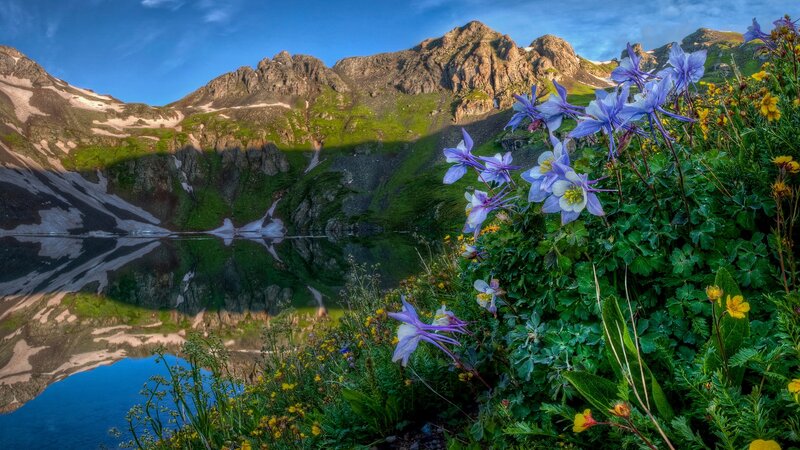 Purple Flowers by Mountain Lake — Blue