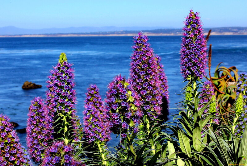 Purple Flowers by Ocean — Blue