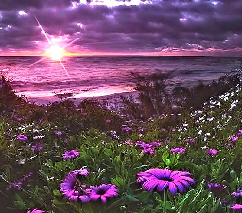 Purple Flowers by Ocean — Dramatic, Sunset