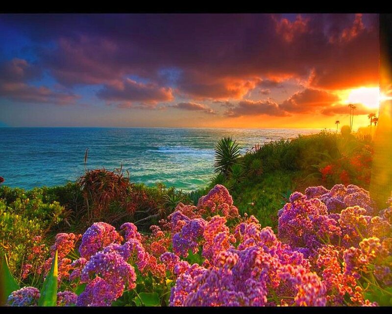 Purple Flowers by Ocean — Dramatic