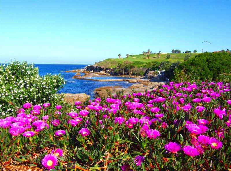 Purple Flowers by Ocean — Serene, Afternoon