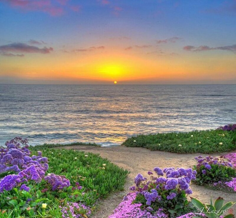 Purple Flowers by Ocean — Serene, Sunset