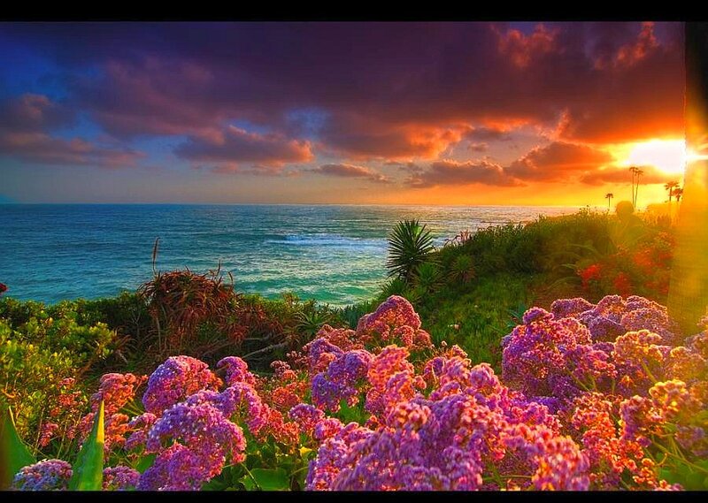 Purple Flowers by Ocean