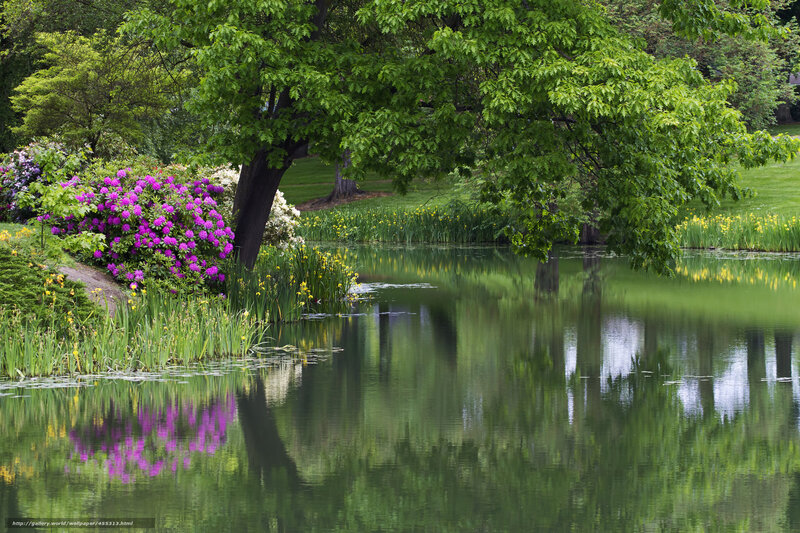 Purple Flowers by Pond — Green, Serene, Spring, Photograph, Trees, Yellow