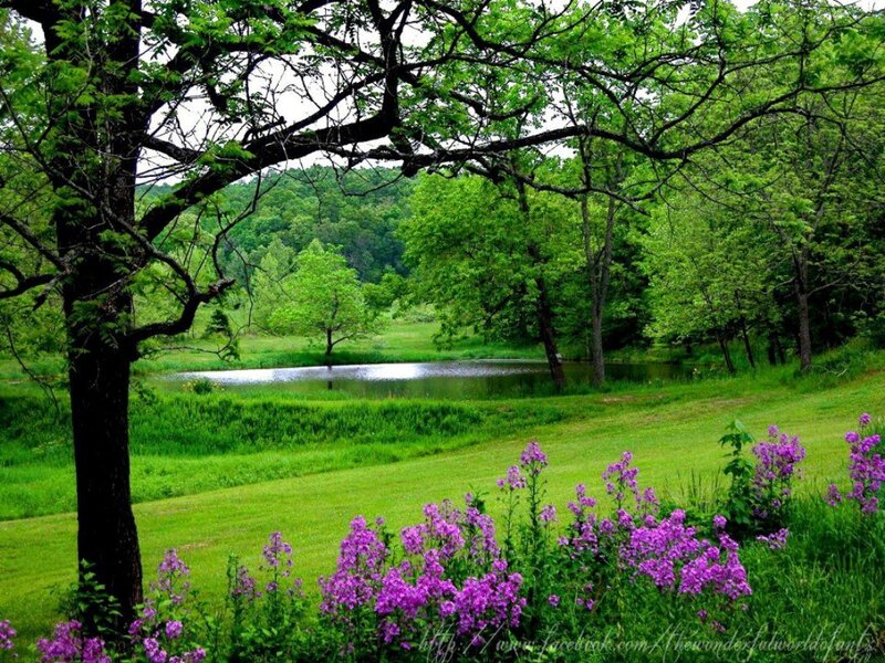Purple Flowers by Pond — Green, Serene, Spring