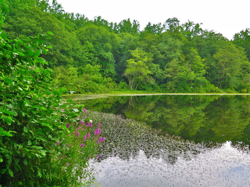 Purple Flowers by Pond — Green, Serene, Summer