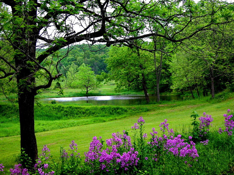 Purple Flowers by Pond — Green, Serene