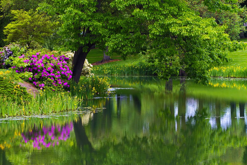 Purple Flowers by Pond — Green
