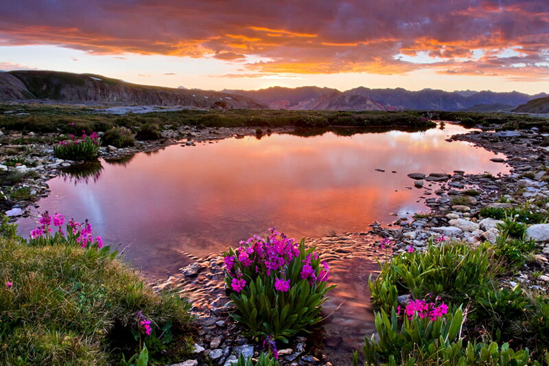 Purple Flowers by Pond — Orange