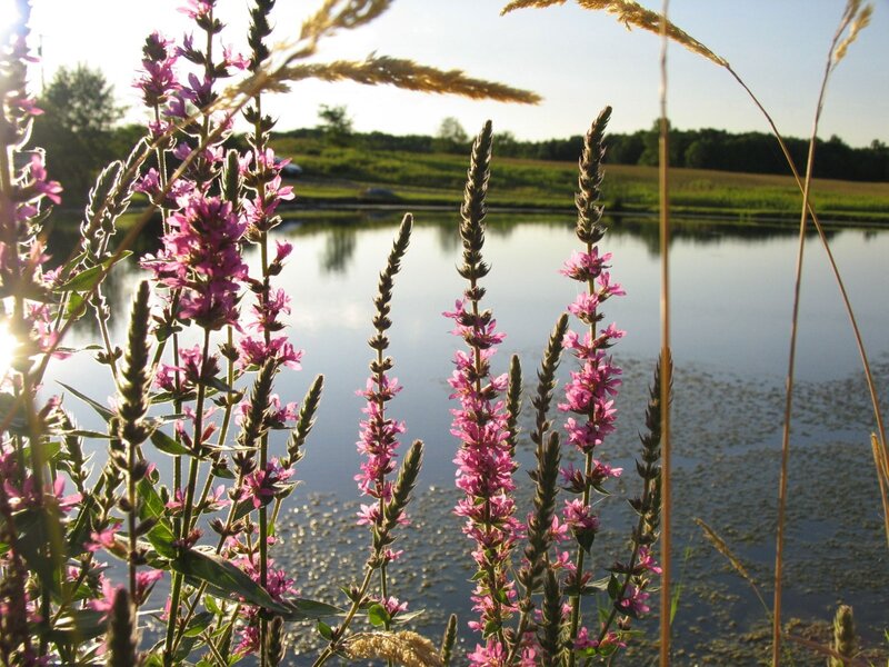 Purple Flowers by Pond — Pink