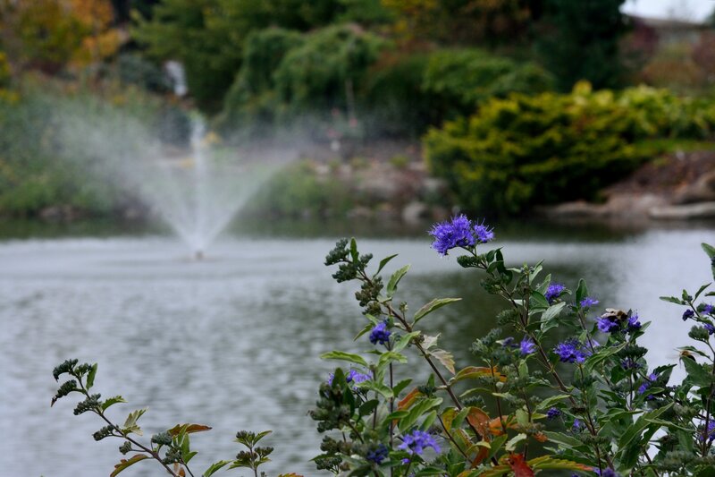 Purple Flowers by Pond — Serene