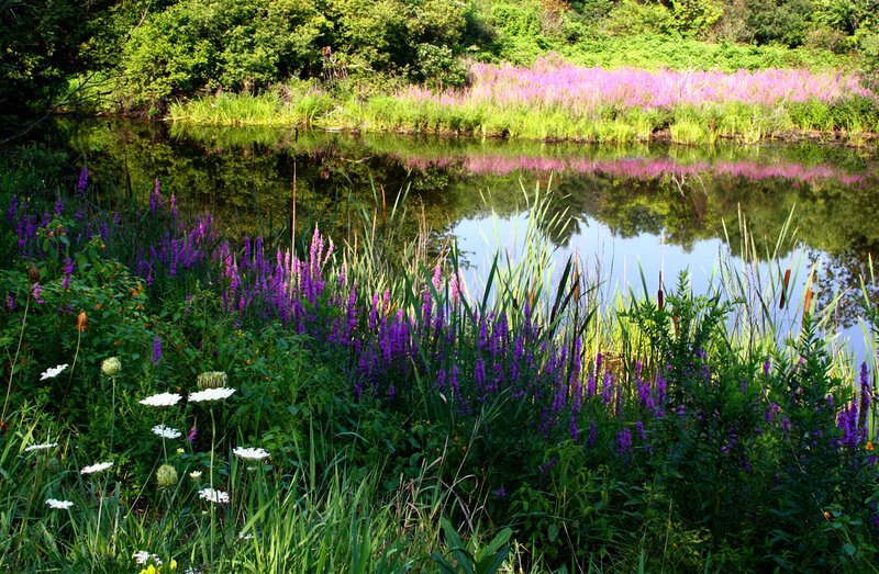 Purple Flowers by Pond