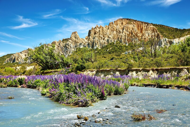 Purple Flowers by River — Blue, Serene, Afternoon, Photograph