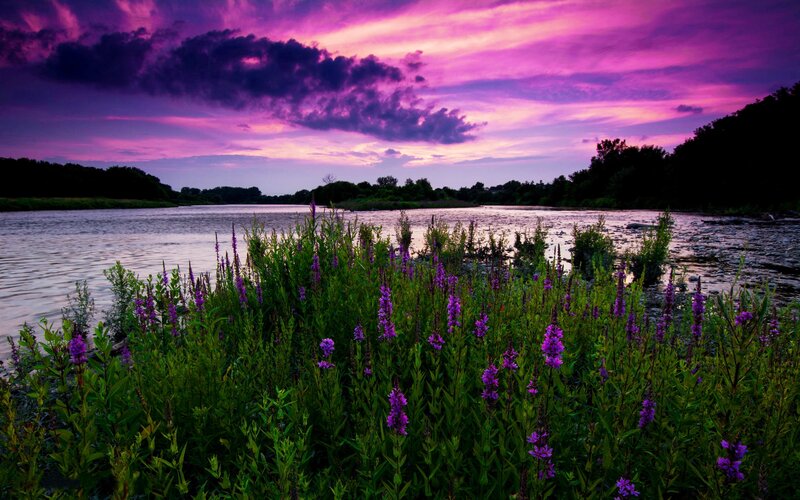 Purple Flowers by River — Dramatic, Sunset, Photograph