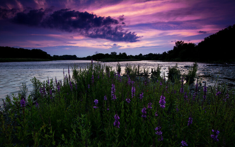 Purple Flowers by River — Dramatic, Sunset