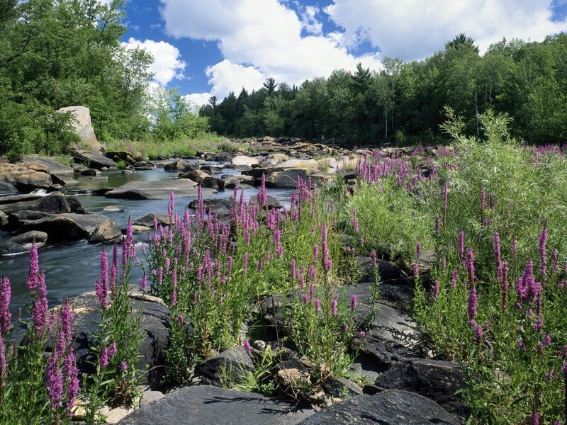 Purple Flowers by River — Green, Serene, Summer, Photograph