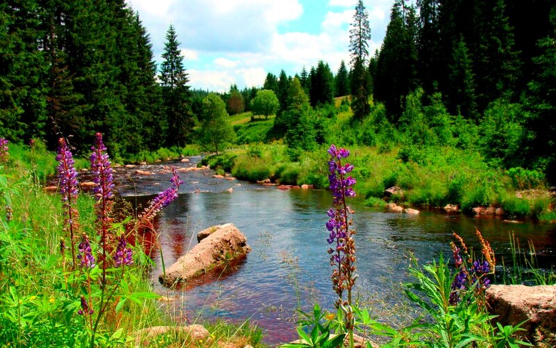 Purple Flowers by River — Green, Serene