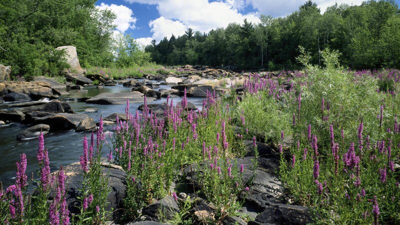 Purple Flowers by River — Green