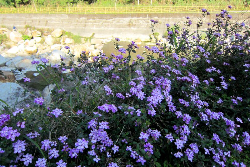 Purple Flowers by River — Serene, Afternoon, Photograph