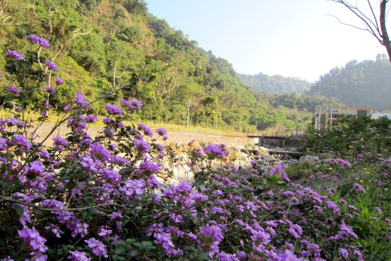 Purple Flowers by River — Serene, Afternoon