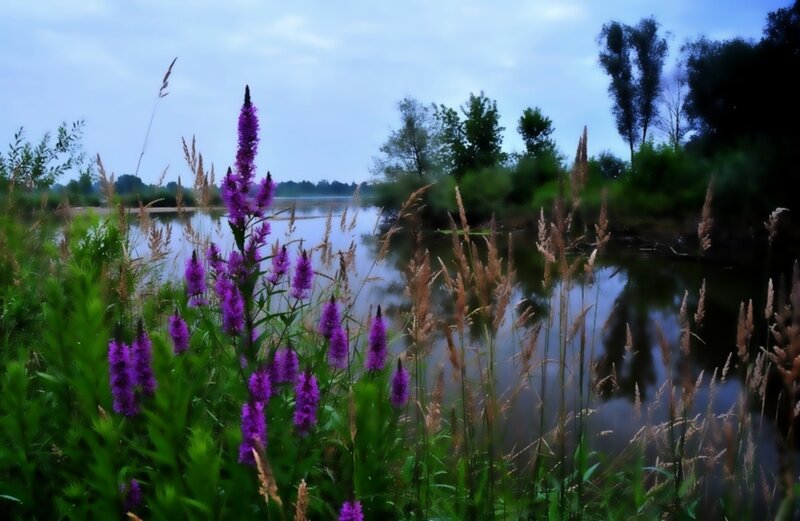 Purple Flowers by River — Serene, Morning, Photograph