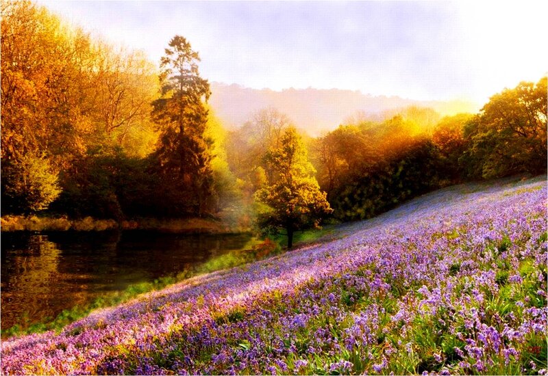 Purple Flowers by River — Serene, Morning, Photograph, Trees
