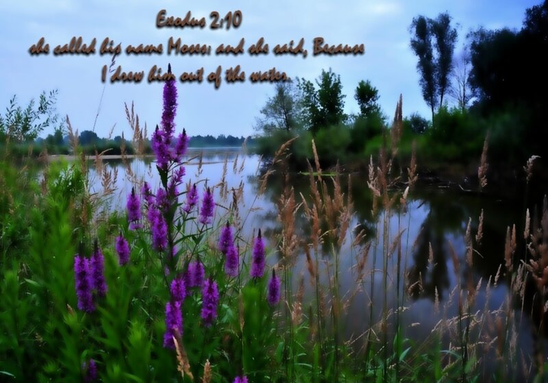 Purple Flowers by River — Serene, Morning