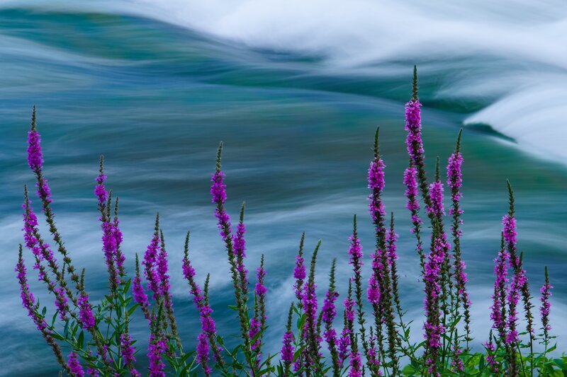 Purple Flowers by River — Serene, Photograph, Plants