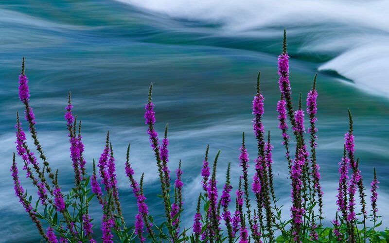 Purple Flowers by River — Serene, Photograph