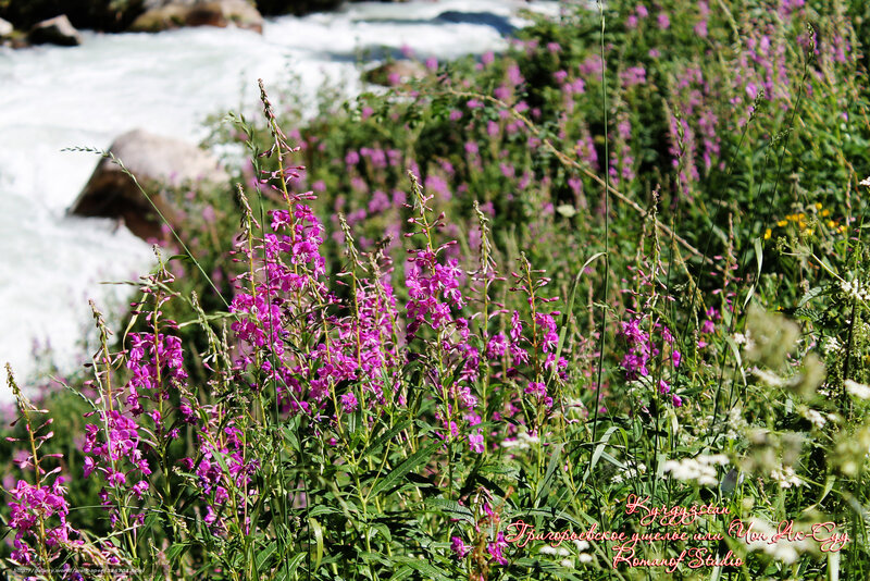 Purple Flowers by River — Serene, Summer