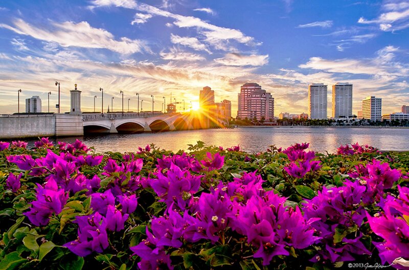Purple Flowers by River — Serene, Sunrise, Photograph