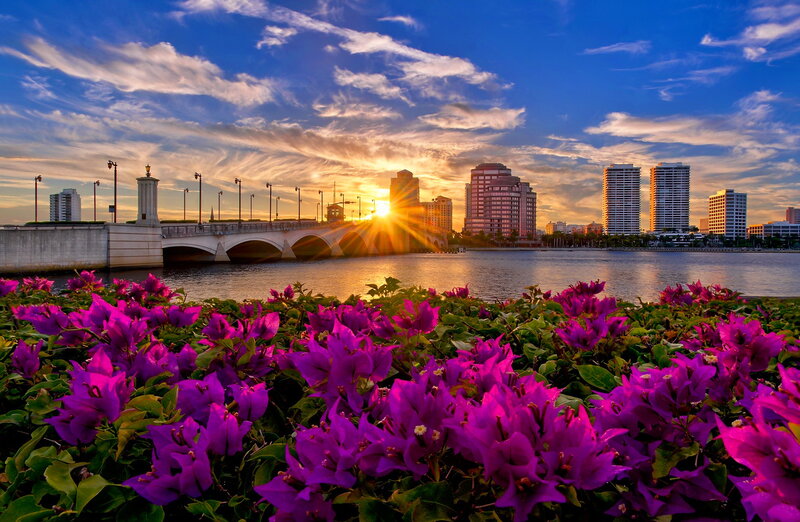 Purple Flowers by River — Serene, Sunrise
