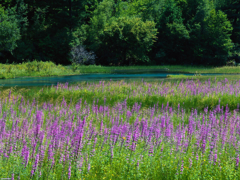 Purple Flowers by River — Serene