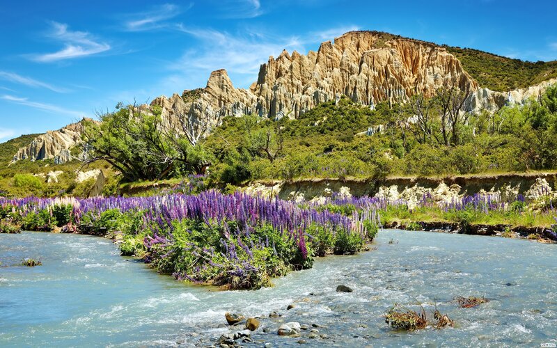 Purple Flowers by River