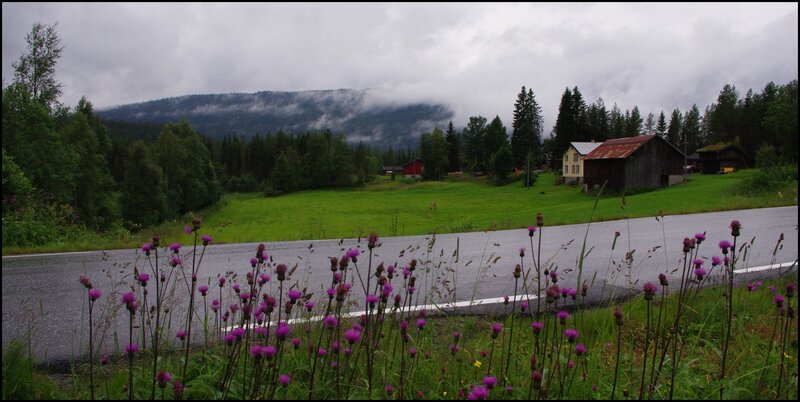 Purple Flowers by Road