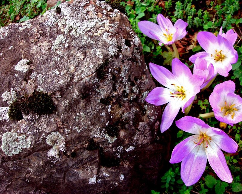Purple Flowers by Rock — Serene