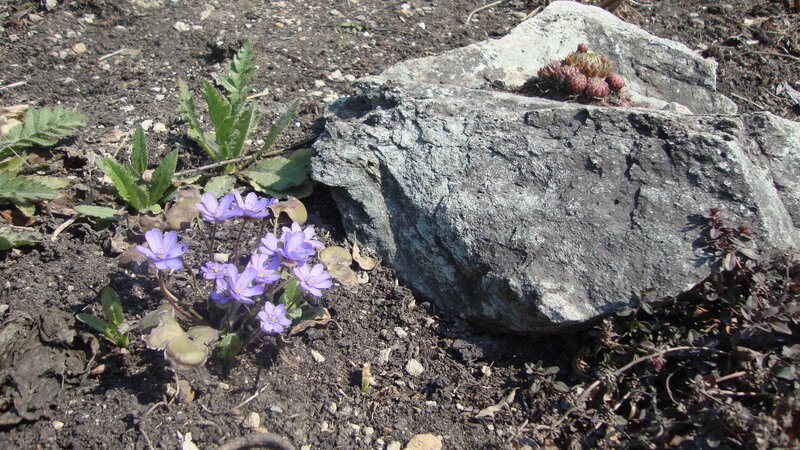 Purple Flowers by Rock