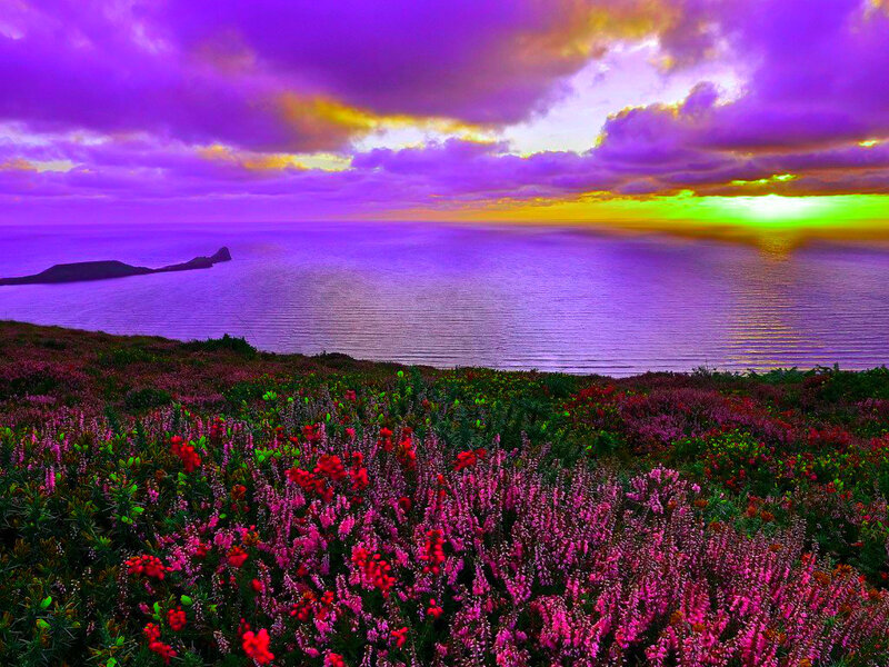 Purple Flowers by Sea — Dramatic